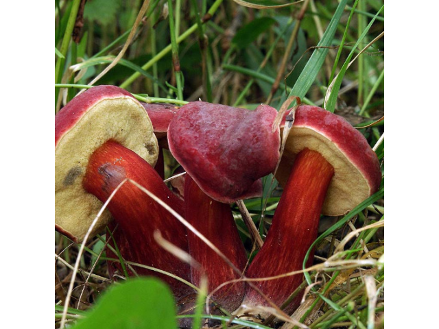 Мицелий Моховика красного / Боровик красный (Xerocomus rubellus)